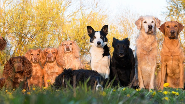 Много собак разных пород