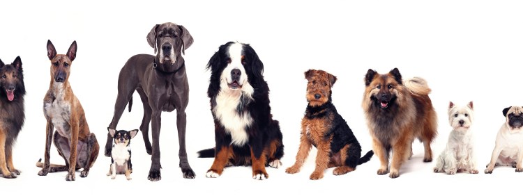 Много собак