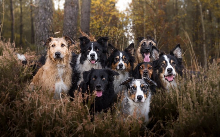 Бордер колли стая