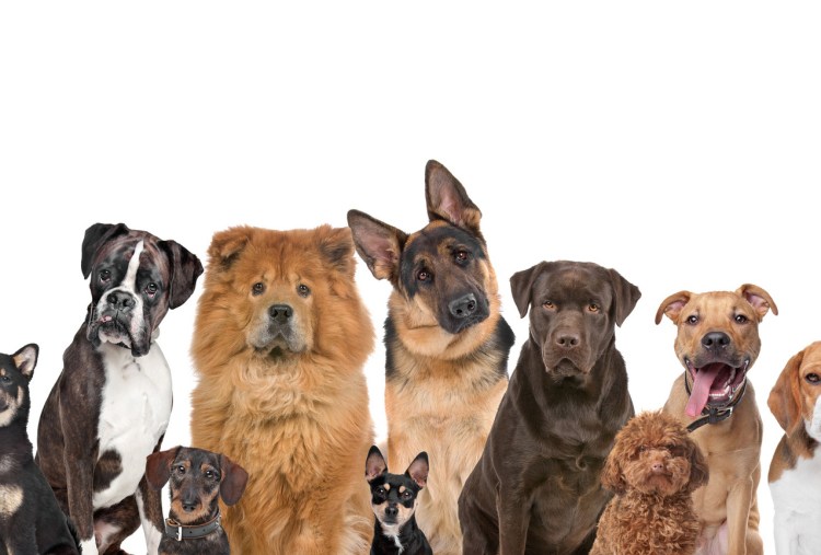 Много разных собак