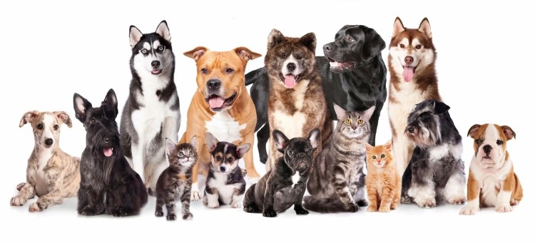 Много кошек и собак