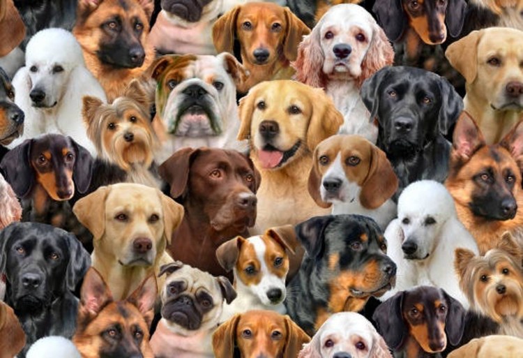 Много собак