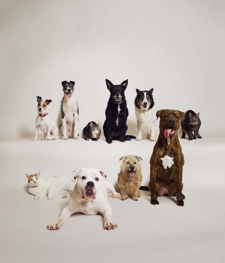 Породы собак на одном листе много