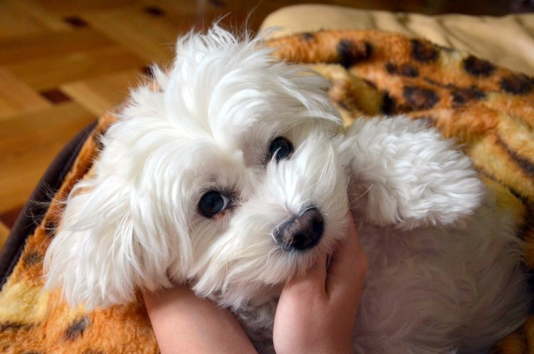 Шотландская болонка собака