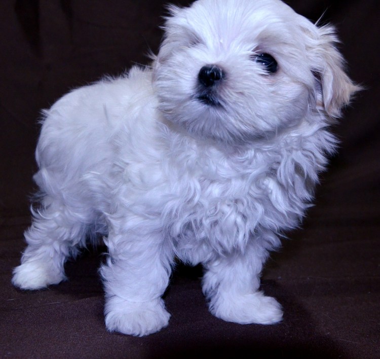 Болонка мальтипу