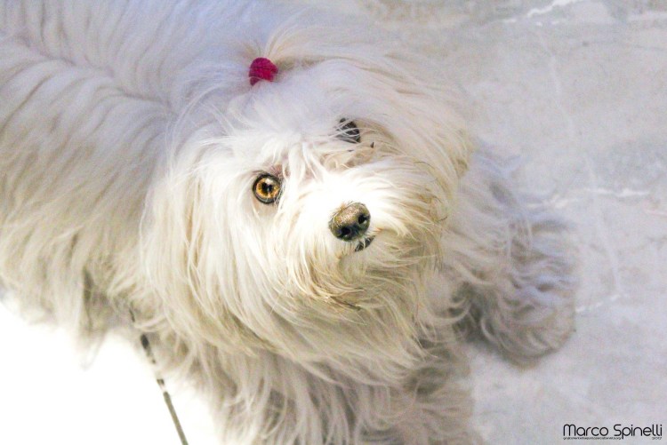 Мальтийская болонка лай