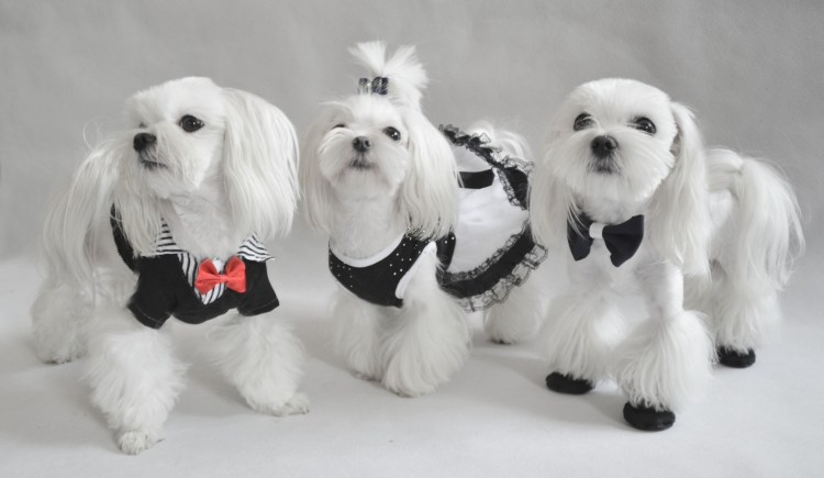 Болонка сторожевая