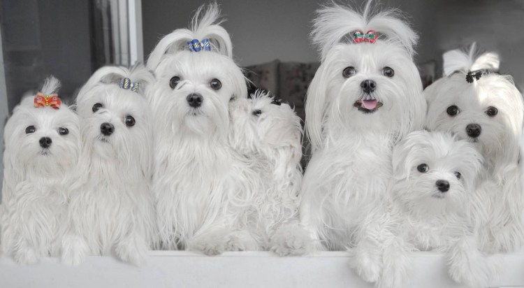 Корейские собака Мальтийская болонка