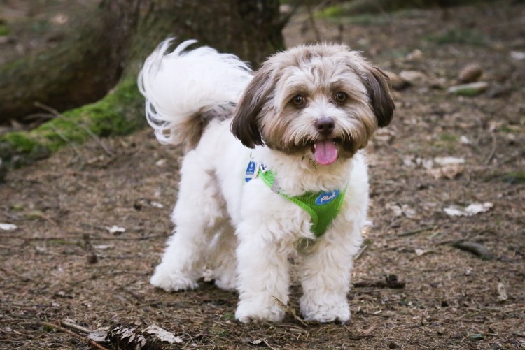 Разновидности болонок