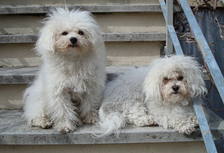 Болонка Болоньез