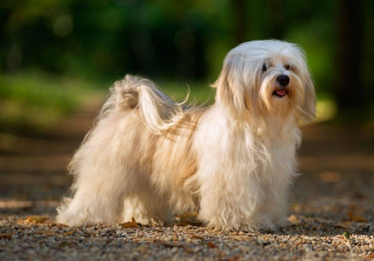 Болонка мальтезе