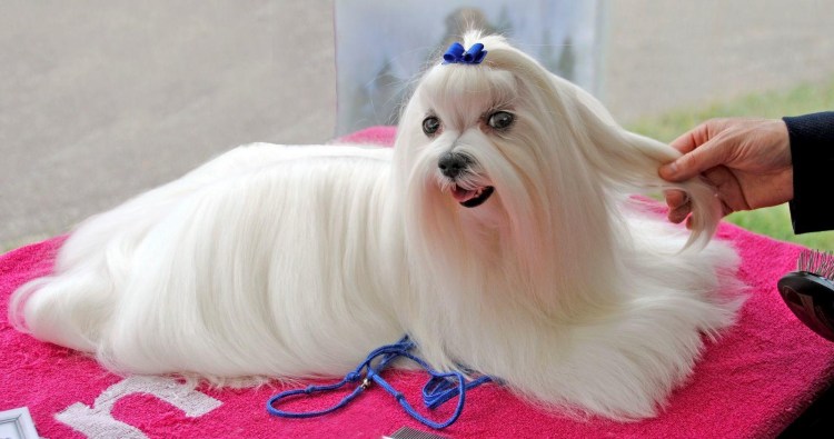 Мальтийская болонка окрас