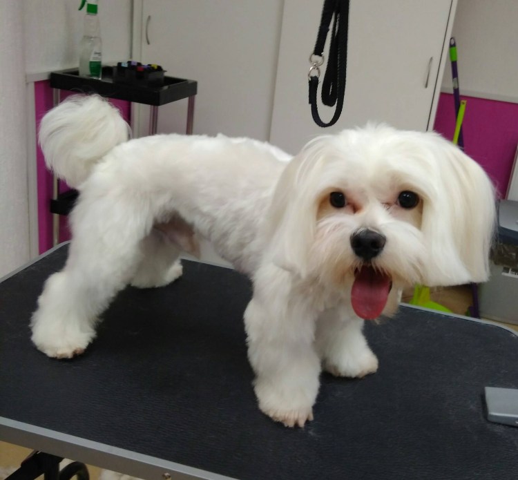 Австрийская болонка