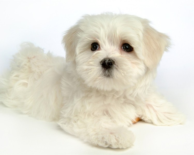 Болонка мальтезе