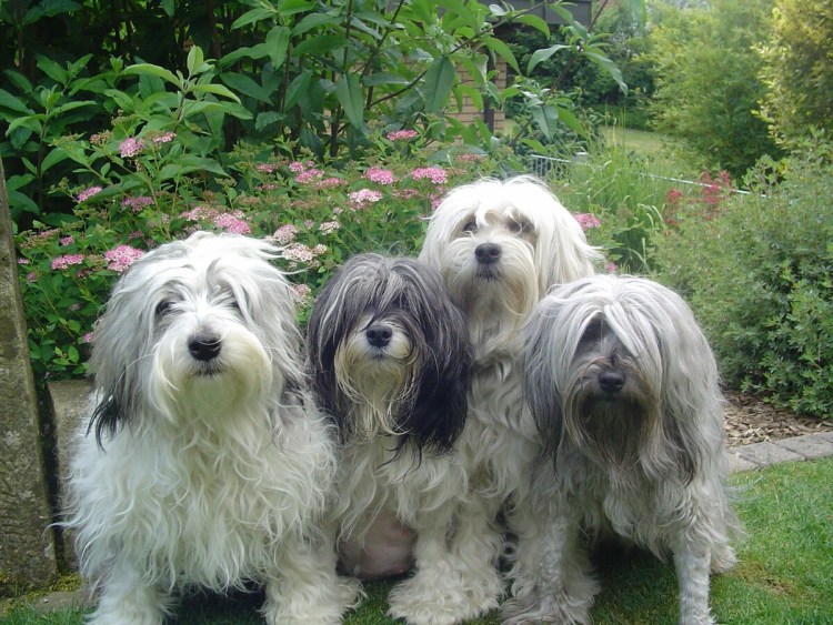 Лёвхен малая львиная собака