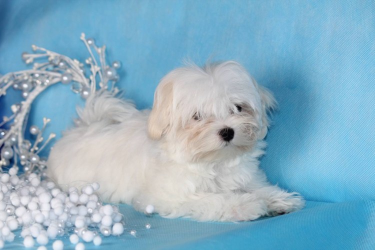 Мальтийская болонка Харт