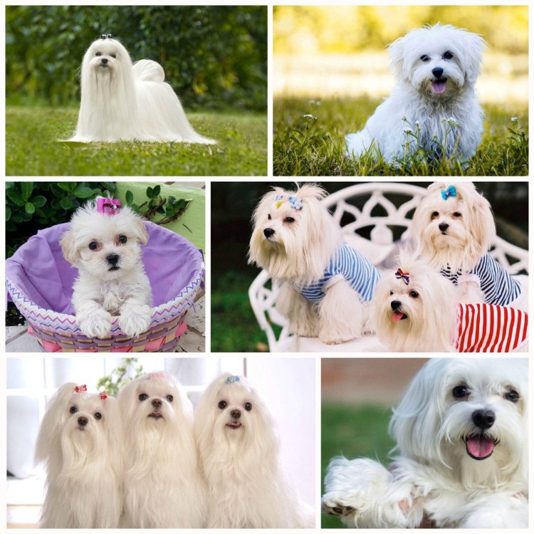 Породы собак Мальтийская болонка