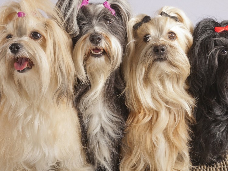 Гавайский Бишон Авонес