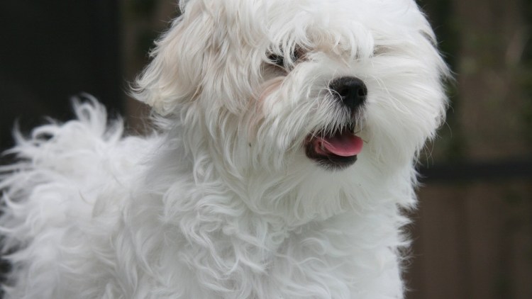 Собака похожая на болонку