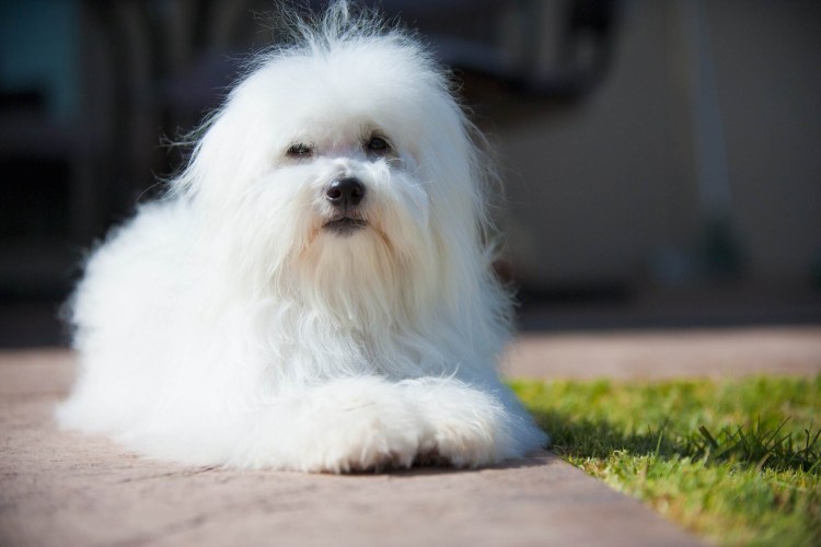 Мальтийская болонка лысая