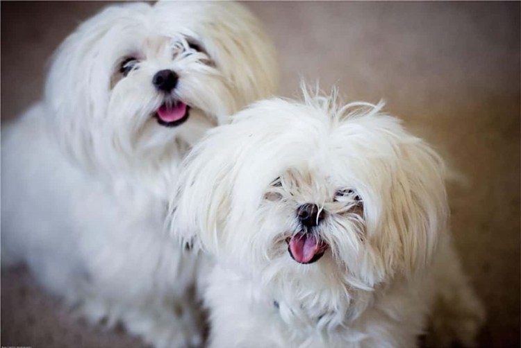 Бишон мальтезе