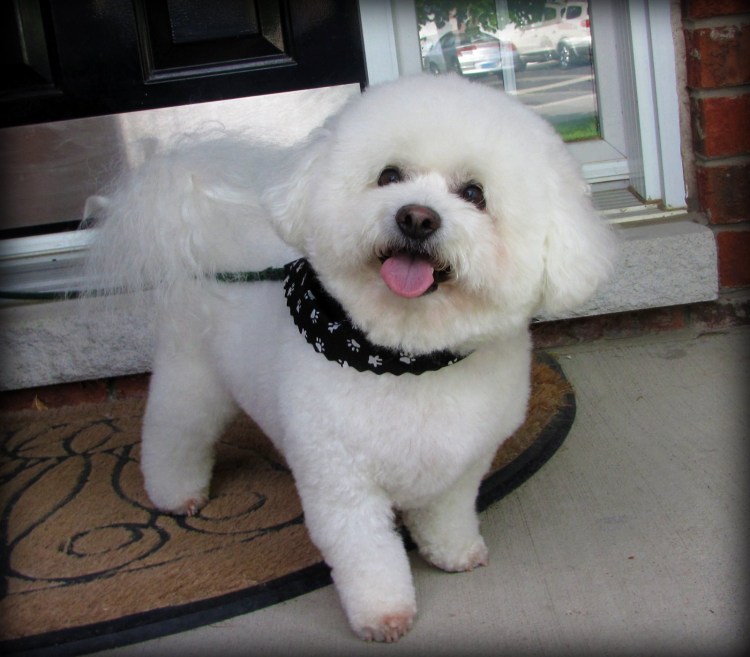 Бишон Болоньез Мальтийская болонка