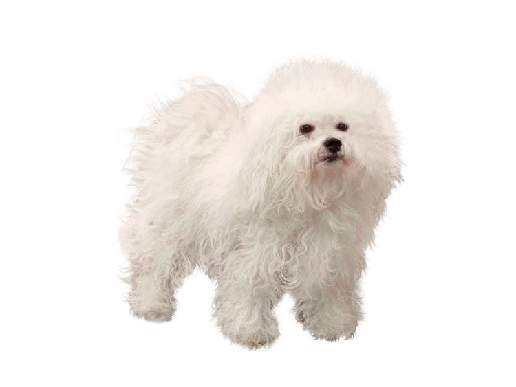 Мальтийская болонка окрас