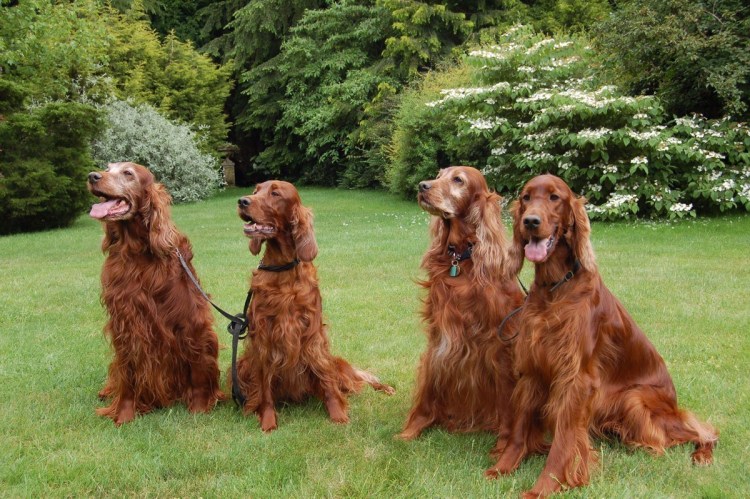 Ирландский сеттер (Irish Setter)