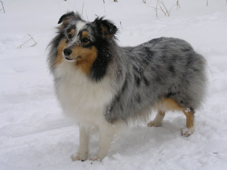 Лето ирландский сеттер