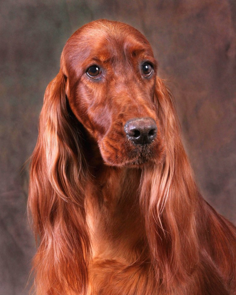 Собака ирландский сеттер