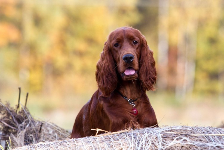 Чаппи собака