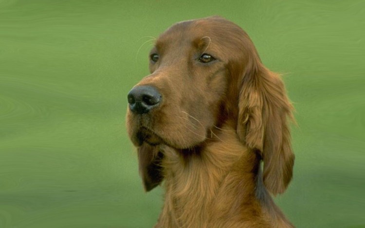 Ирландский сеттер и спаниель