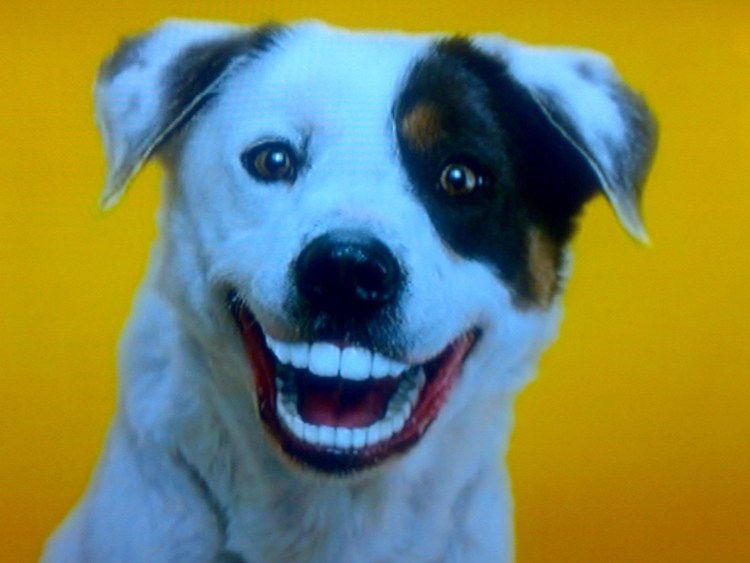 Чаппи 600 гр мясное изобилие