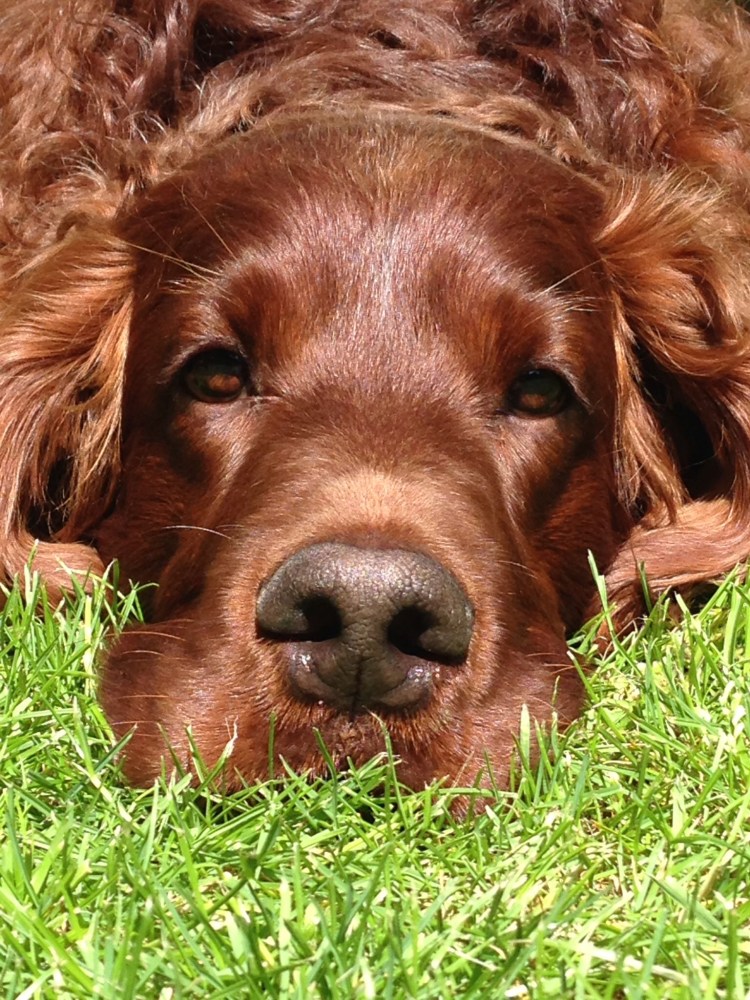 Чаппи порода