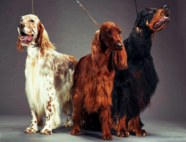 Красный сеттер