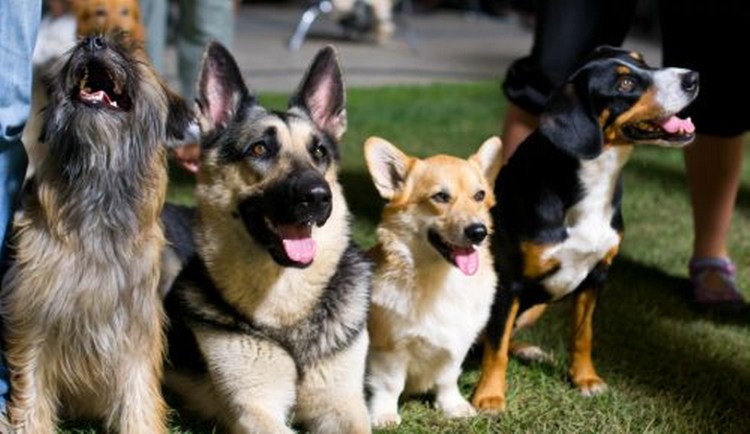 Ирландский сеттер с человеком