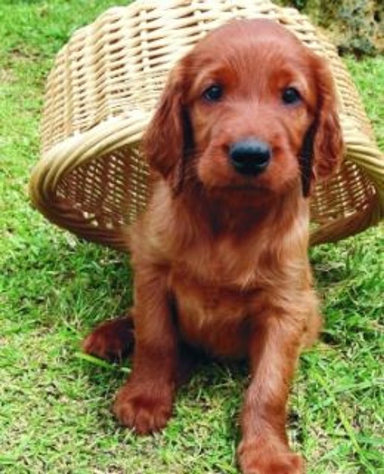 Ирландский сеттер