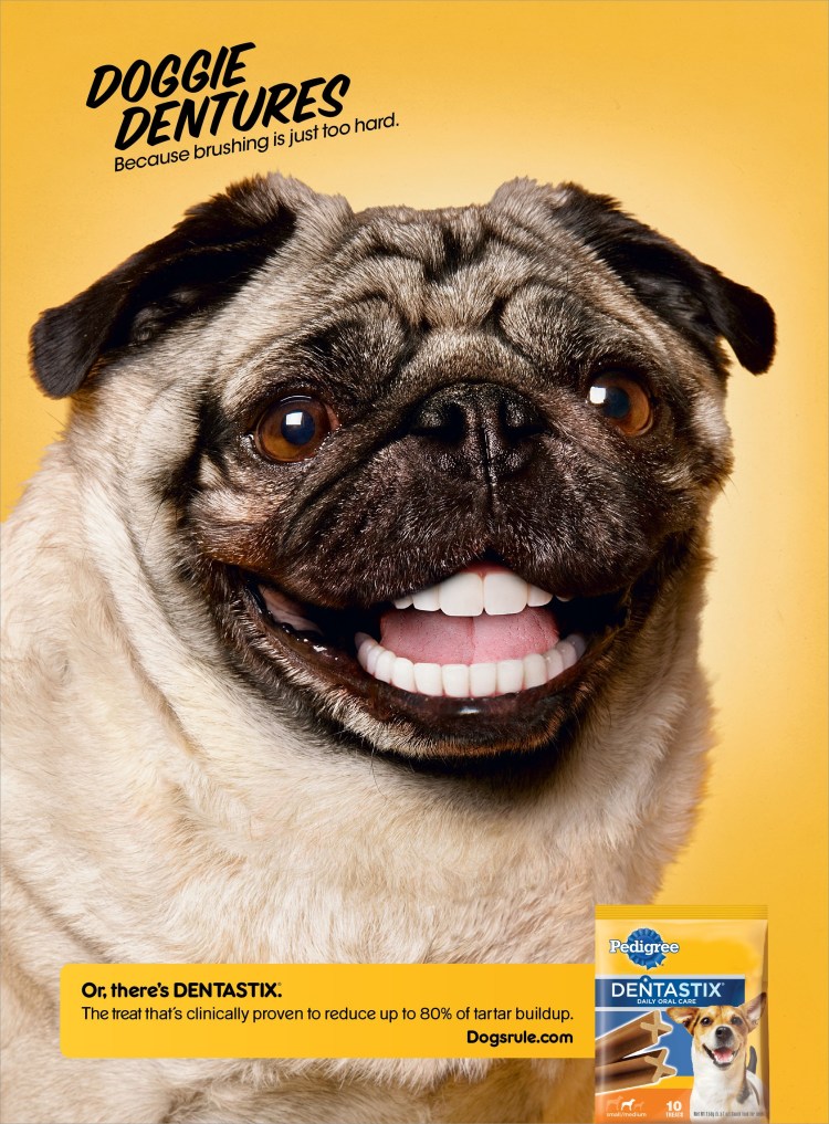 Кокер спаниель рыжий