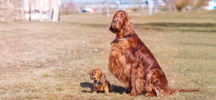 Ирландский сеттер Чаппи