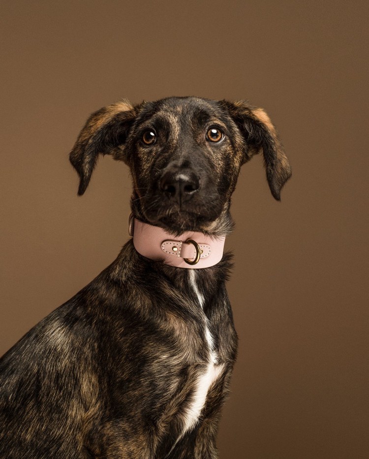 Состав Чаппи сухой корм