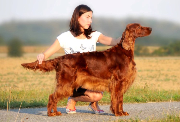 Чаппи корм для собак 15кг