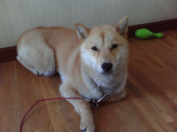 Метис сиба ину