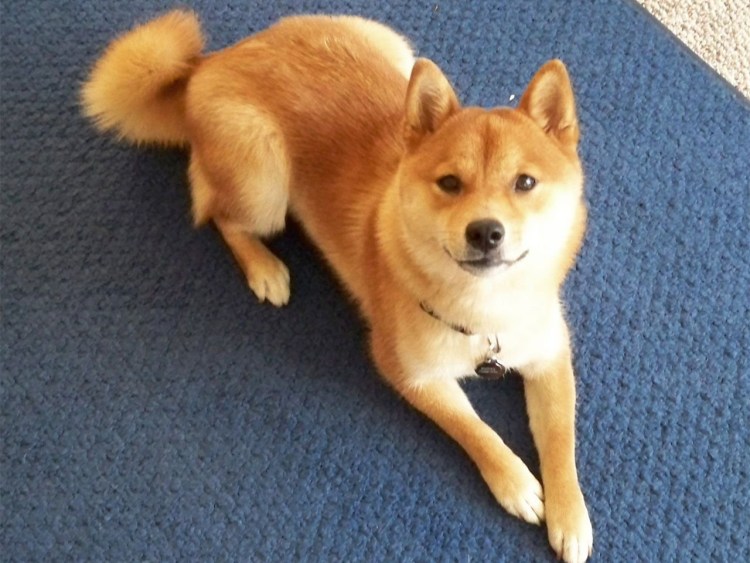 Помесь сиба ину