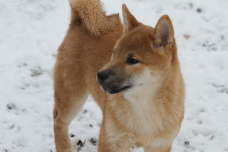 Метис Акита ину