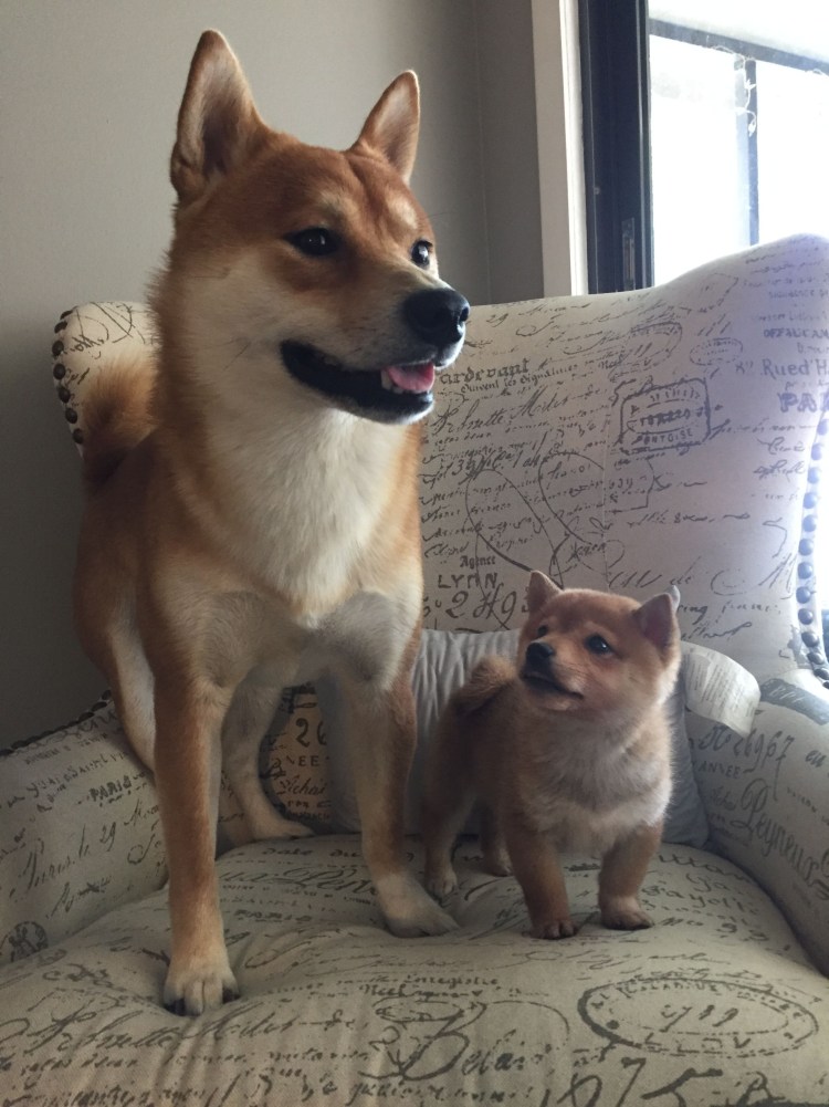 Метис шпица и сиба ину