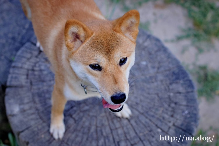 Метис сиба ину