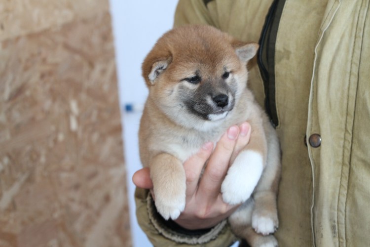 Метис сиба ину