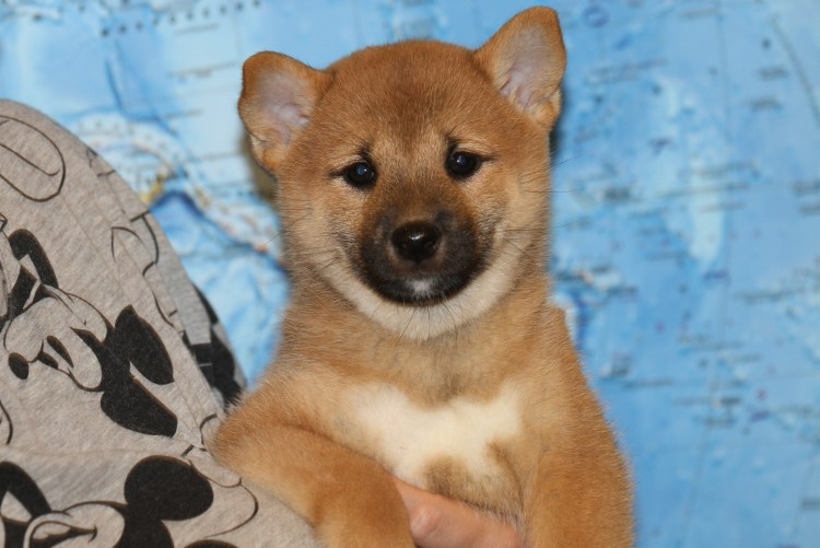 Метис сиба ину