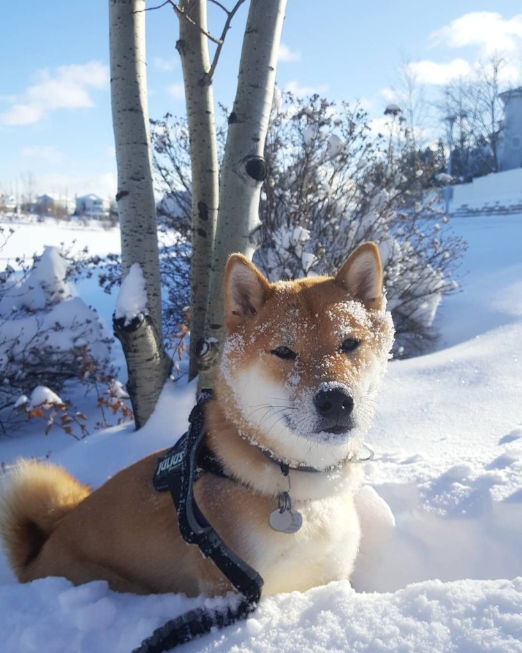 Сиба ину мини