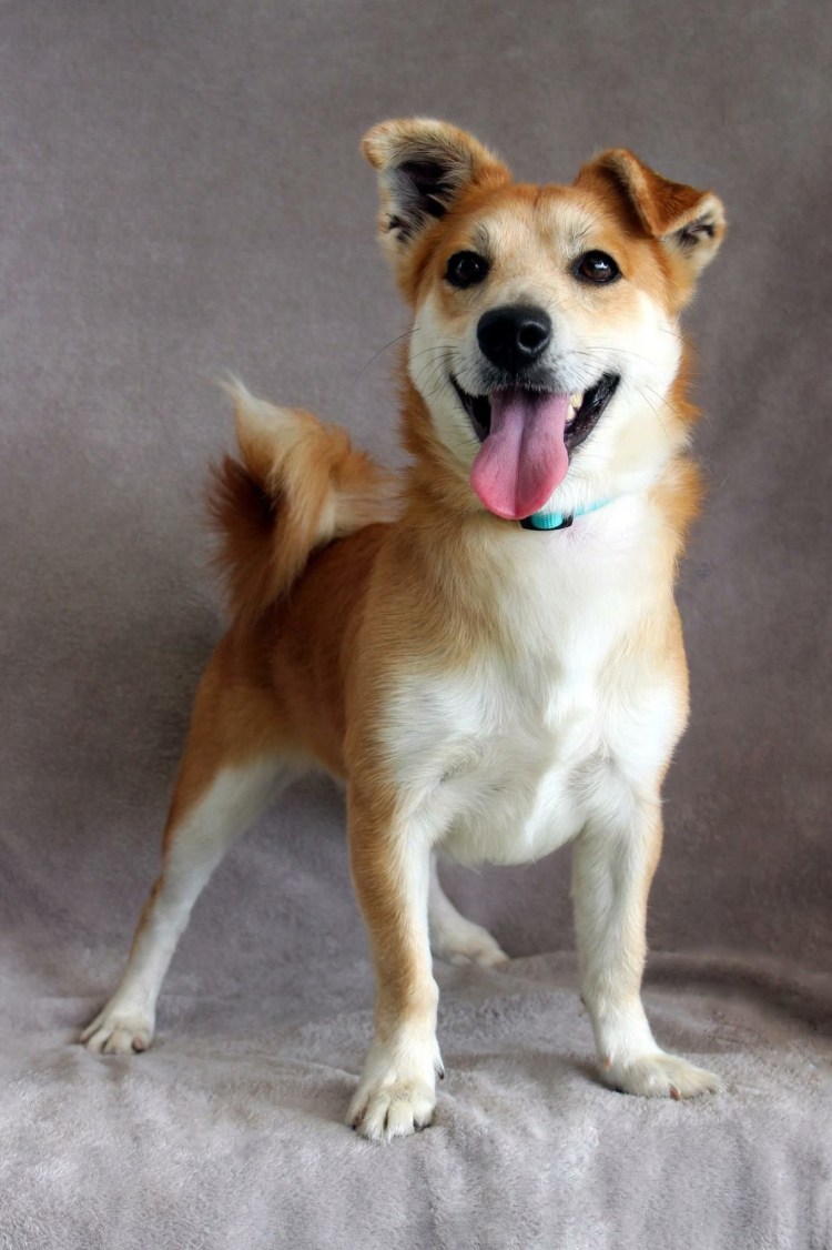 Помесь сиба ину